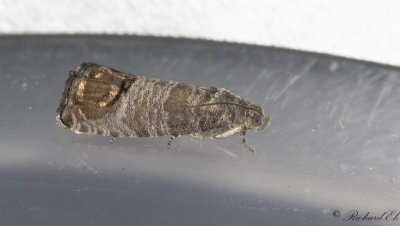 pplevecklare - Codling Moth (Cydia pomonella)