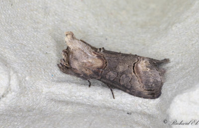 Brungult nsselfly - Dark Spectacle (Abrostola triplasia)