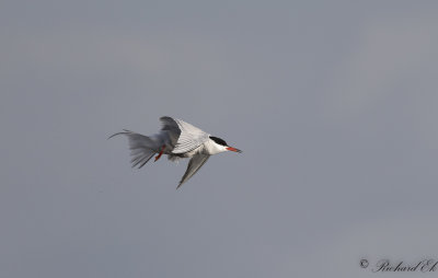 Fisktrna - Common Tern (Sterna hirundo)