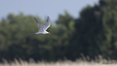 Fisktärna - Common Tern (Sterna hirundo)