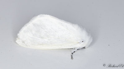 Videspinnare - White Satin Moth (Leucoma salicis)