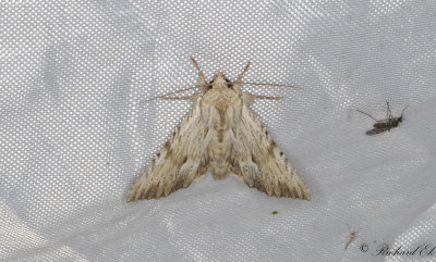 Benfrgat ngsfly - Light Arches (Apamea lithoxylaea)