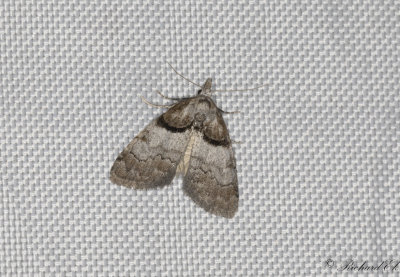 Grpucklig trgspinnare - Short-cloaked Moth (Nola cucullatella)