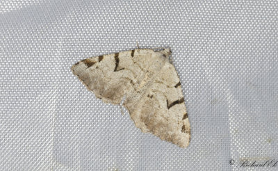 Mbrsmtare - The V-Moth (Macaria wauaria) 