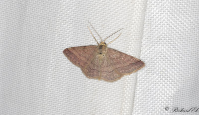 Rdltt lvmtare - Tawny Wave (Scopula rubiginata)
