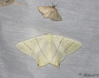 Svansmtare - Swallow-tailed moth (Ourapteryx sambucaria) 