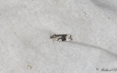 Vitflckig bjrkknoppvecklare - White-shouldered Marble (Apotomis turbidana)