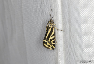 kervindefly - Spotted Sulphur (Acontia trabealis)