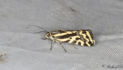 kervindefly - Spotted Sulphur (Acontia trabealis)