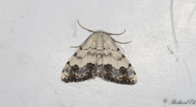 Blflckig lvmtare - Middle Lace Border (Scopula decorata)