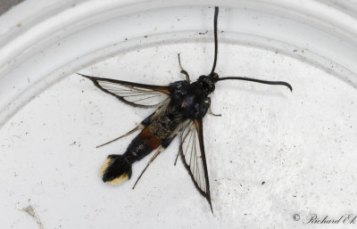 Myrlik glasvinge - Red-tipped Clearwing (Synanthedon formicaeformis)