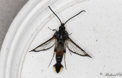 Myrlik glasvinge - Red-tipped Clearwing (Synanthedon formicaeformis)