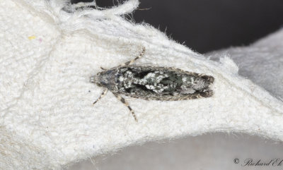 Ekklockvecklare (Zeiraphera isertana)