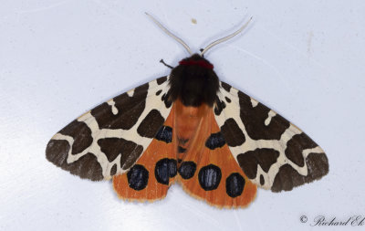Brun bjrnspinnare - Great/Garden Tiger Moth (Arctia caja) 