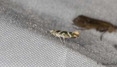 Alhngemal (Argyresthia goedartella)