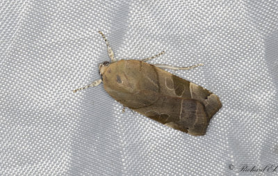 Bredbandat bandfly - Broad-bordered Yellow Underwing (Noctua fimbriata) 