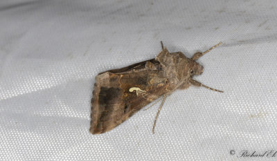 Gammafly - Silver Y moth (Autographa gamma) 
