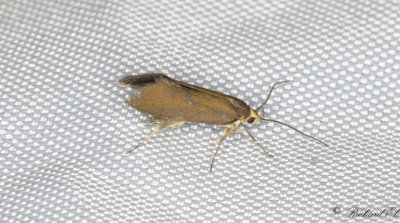 Gulstjrtad brunpraktmal (Crassa unitella)