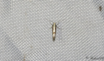 Krsbrsmal - Cherry Fruit Moth (Argyresthia pruniella)