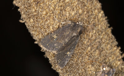 Mindre vitaxfly - Lesser Common Rustic (Mesapamea didyma)
