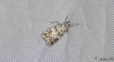Molnugglemott - Small Grey (Eudonia mercurella)