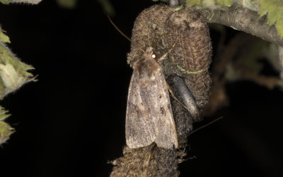 Rdbrunt jordfly - Purple Clay (Diarsia brunnea)