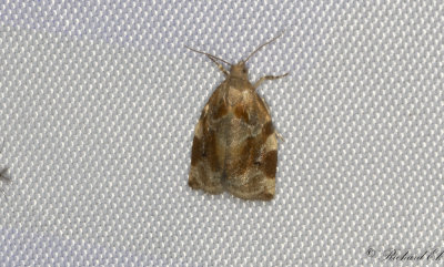 Trysommarvecklare (Archips xylosteanus)