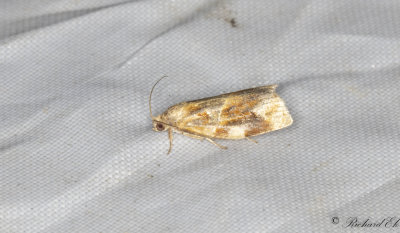 Trysommarvecklare (Archips xylosteanus)