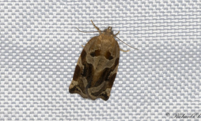 Trysommarvecklare - Variegated Golden Tortrix (Archips xylosteanus)