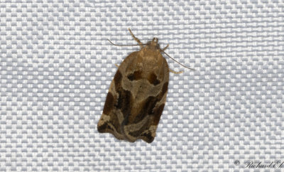 Trysommarvecklare (Archips xylosteanus)