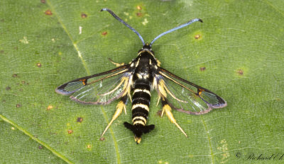 Ekglasvinge - Yellow-legged Clearwing (Synanthedon vespiformis)