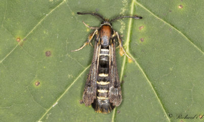 Hallonglasvinge - Raspberry Clearwing (Pennisetia hylaeiformis)