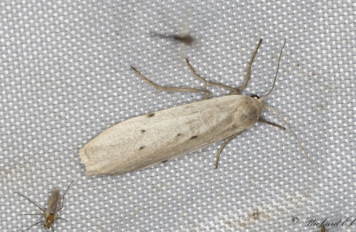 Punktlavspinnare - Dotted Footman (Pelosia muscerda)