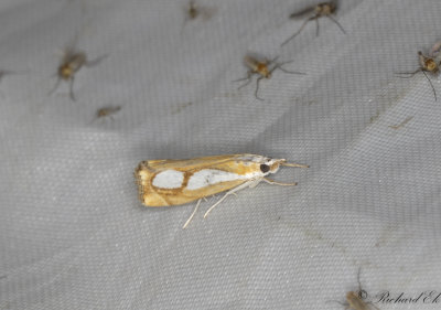 Silverflckat grsmott (Catoptria pinella)