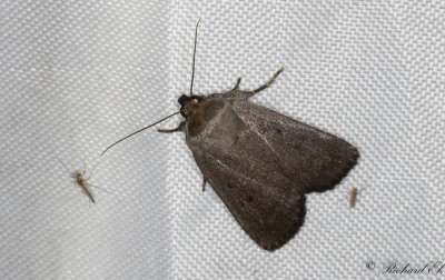 Treprickigt buskfly - Mouse Moth (Amphipyra tragopoginis)
