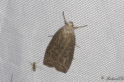 Vassfly - Silky Wainscot (Chilodes maritima)