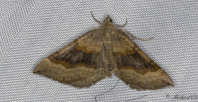 Vickerbackmtare - Shaded Broad-bar (Scotopteryx chenopodiata)