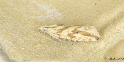 Citronvecklare (Thiodia citrana)