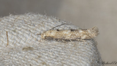 Vinterbrokmal (Mompha epilobiella)