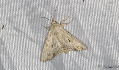 Benfrgat ngsfly - Light Arches (Apamea lithoxylaea) 