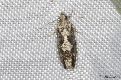 Ekklockvecklare (Zeiraphera isertana)