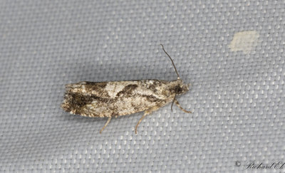 Ekklockvecklare (Zeiraphera isertana)