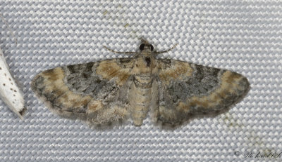 Fingerborgsmalmtare - Foxglove Pug (Eupithecia pulchellata)