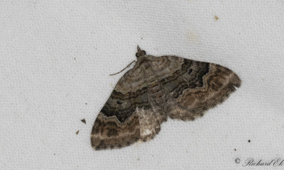 Fyrbandad fltmtare - Large Twin-spot Carpet (Xanthorhoe quadrifasiata)