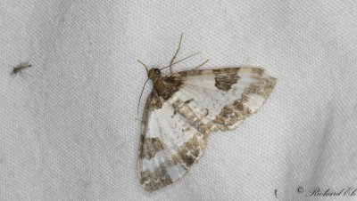 Klematisfltmtare - Pretty Chalk Carpet (Melanthia procellata)