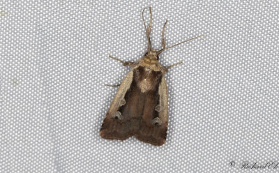 Mindre jordfly - Flame Shoulder (Ochropleura plecta)