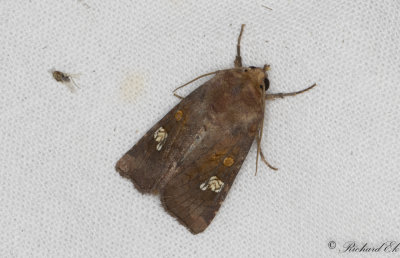 Rdbrunt stamfly - Ear Moth (Amphipoea oculea)