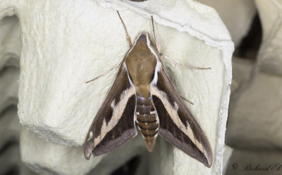 Brunsprtad skymningssvrmare - Bedstraw Hawk-Moth (Hyles gallii) 