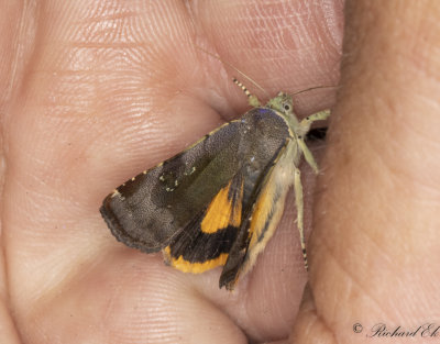 Grviolett bandfly - Langmaid's Yellow Underwing (Noctua janthina)