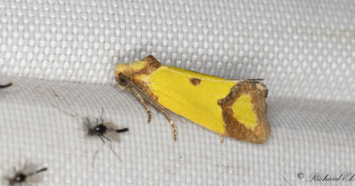 Klintgulvecklare (Agapeta zoegana)